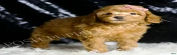Toy Poodle dogs for sale: Bellini - Ad 5