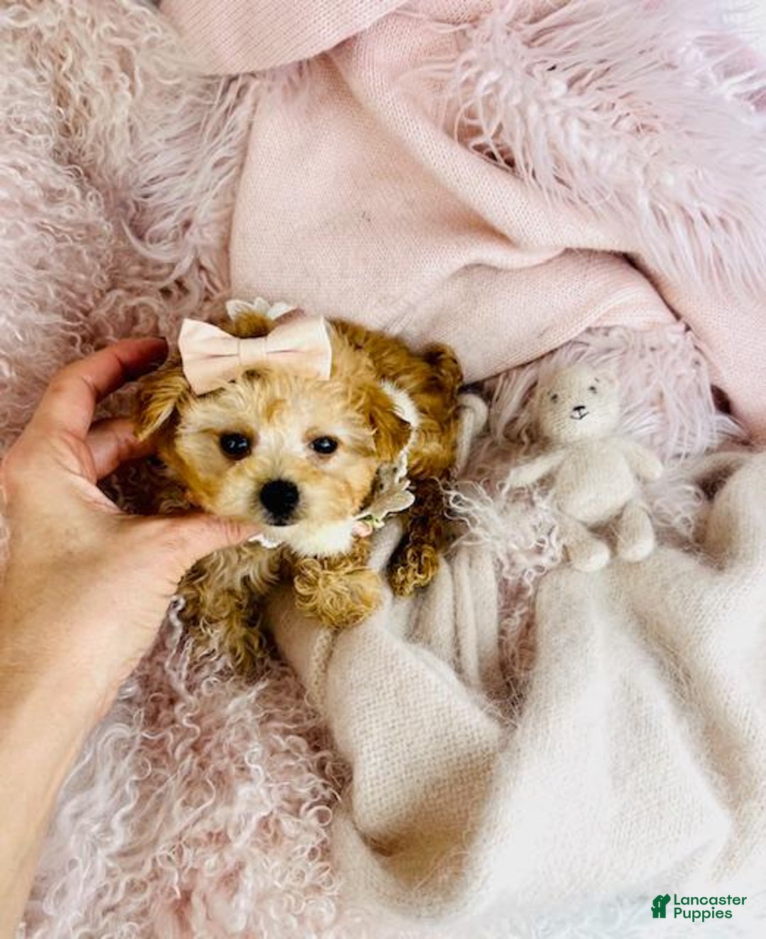 Toy Poodle dogs for sale: Toy Poodle Puppy 1 - Ad 5