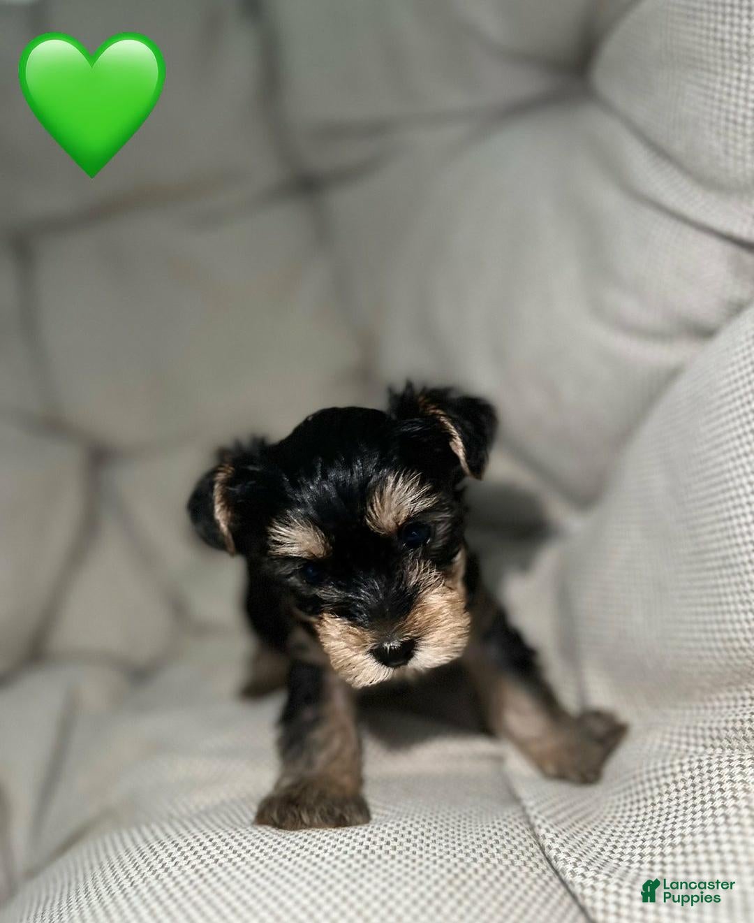 Yorkshire Terrier dogs for sale: Jamie - Ad 1