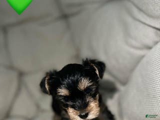 Yorkshire Terrier dogs Jamie - Ad 41