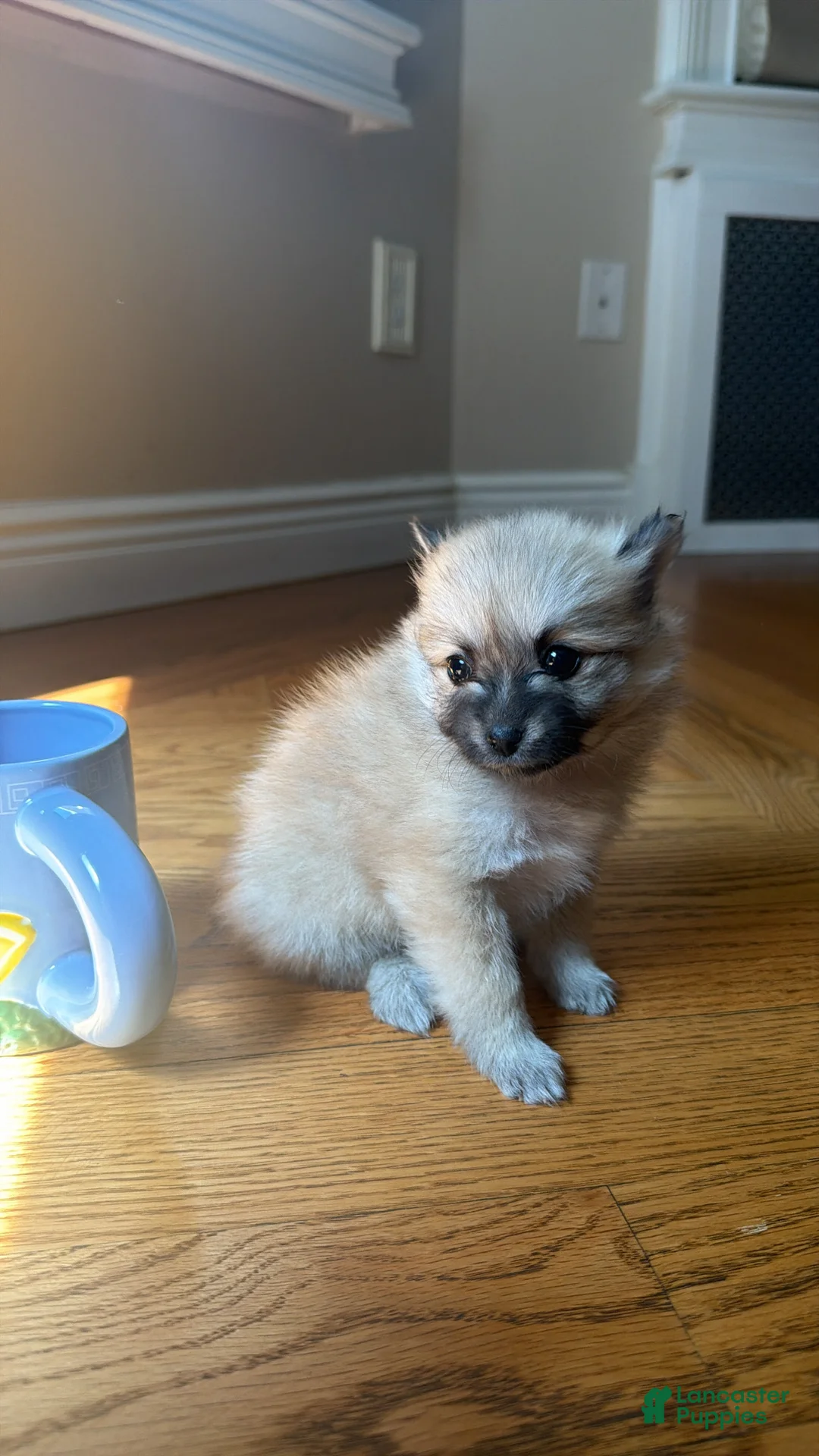 Pomeranian dogs for sale: Cindy - Ad 2