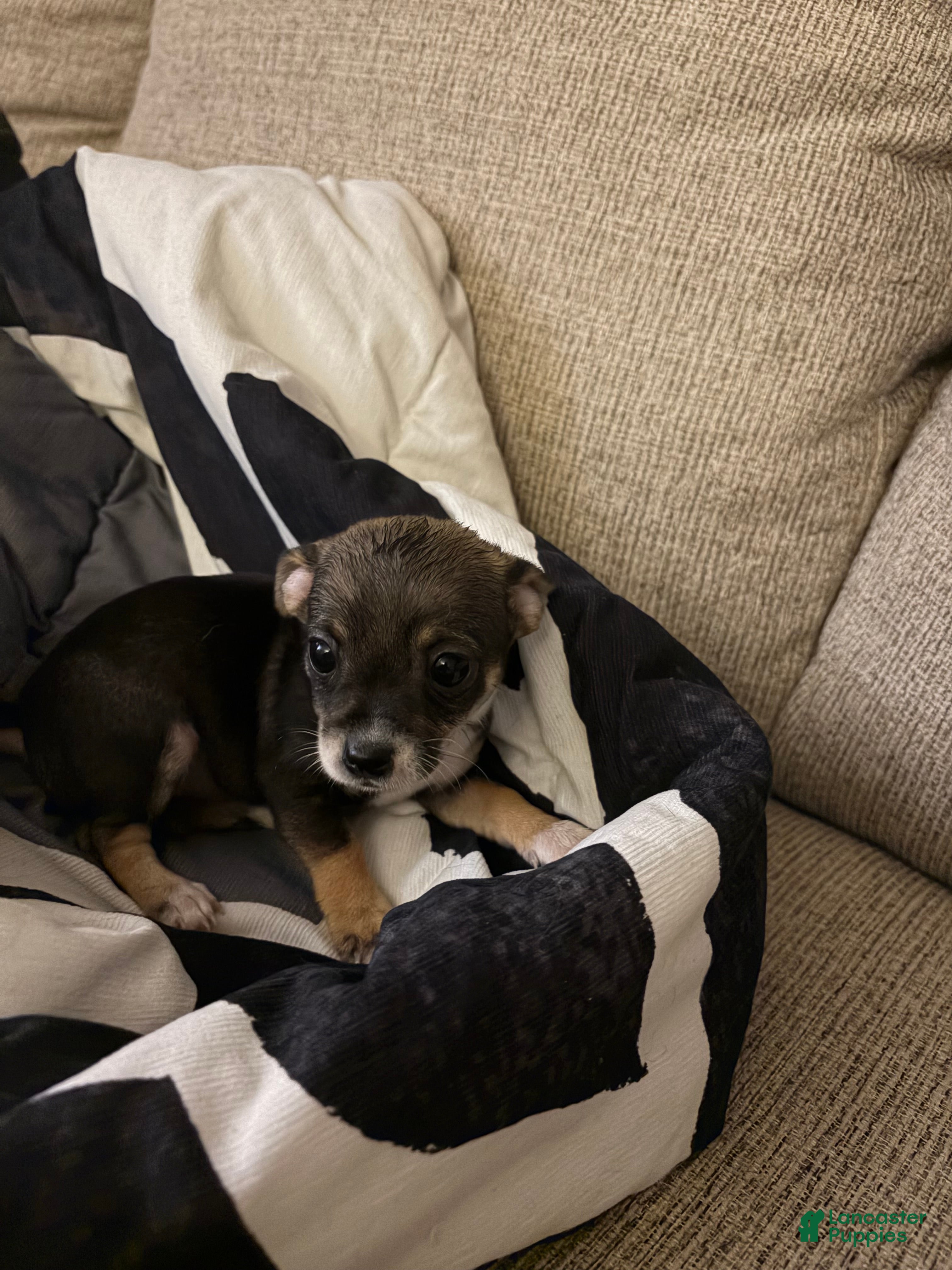 Chihuahua dogs for sale: Buster - Ad 3