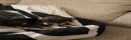Chihuahua dogs for sale: Buster - Ad 1