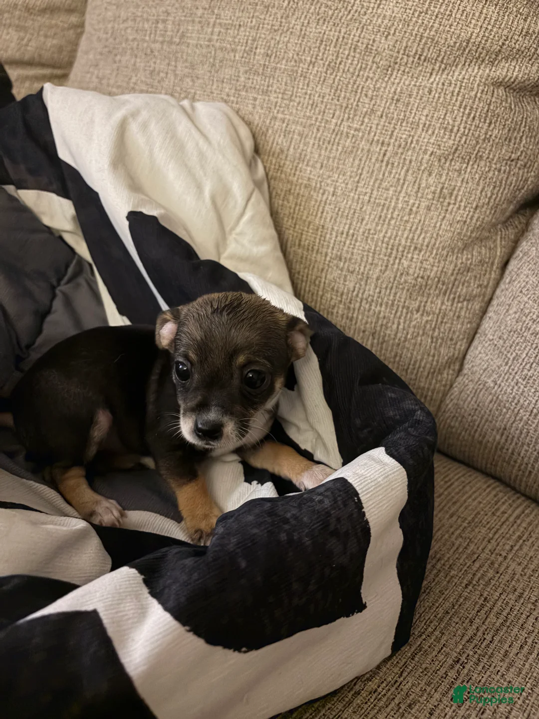 Chihuahua dogs for sale: Buster - Ad 1