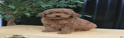 Miniature Poodle dogs for sale: Lincoln - Ad 4