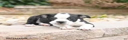Boston Terrier dogs for sale: Monty - Ad 3