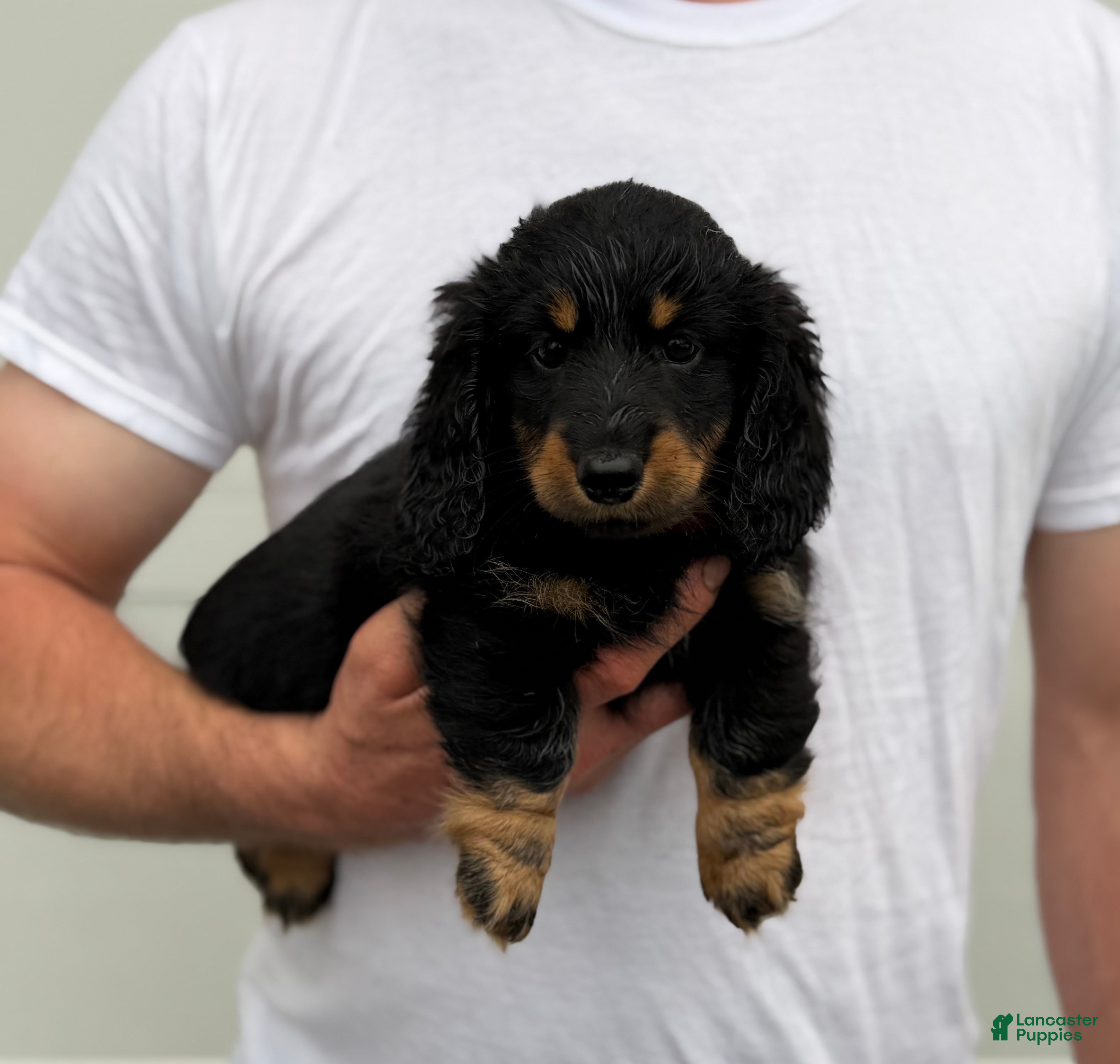 Dachshund dogs Duke, longhaired Dachshund  - Ad 2