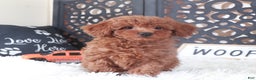 Miniature Poodle dogs for sale: Miniature Poodle Briar - Ad 3