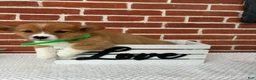 Welsh Corgi Pembroke dogs for sale: Bently - Ad 3