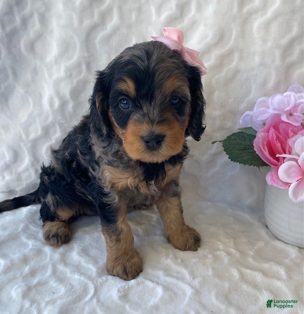 Cavapoo dogs for sale: Nova- blue merle - Ad 2