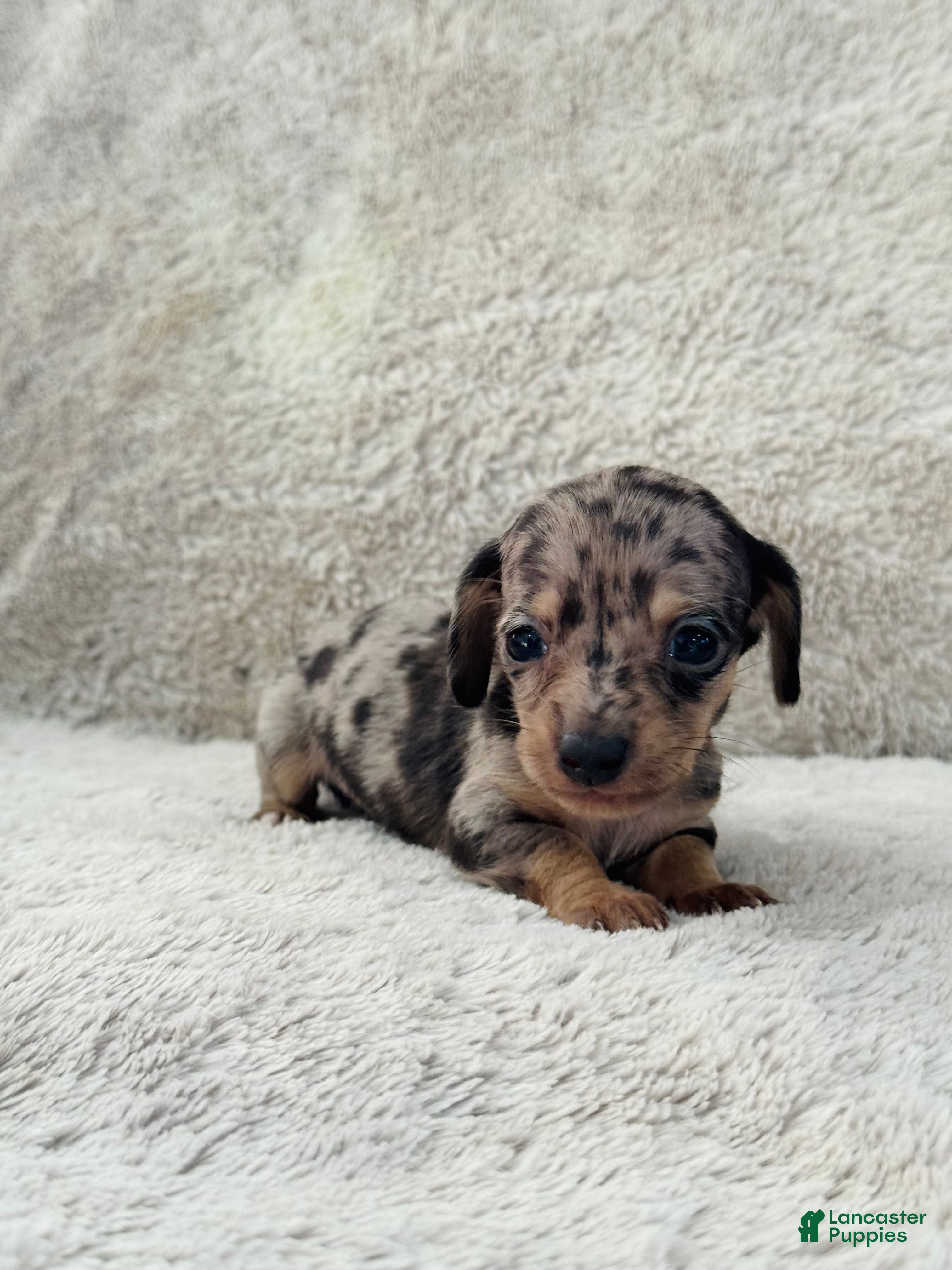 Miniature Dachshund dogs AKC Shorthair Black Dapple Miniature Dachshund - Ad 9