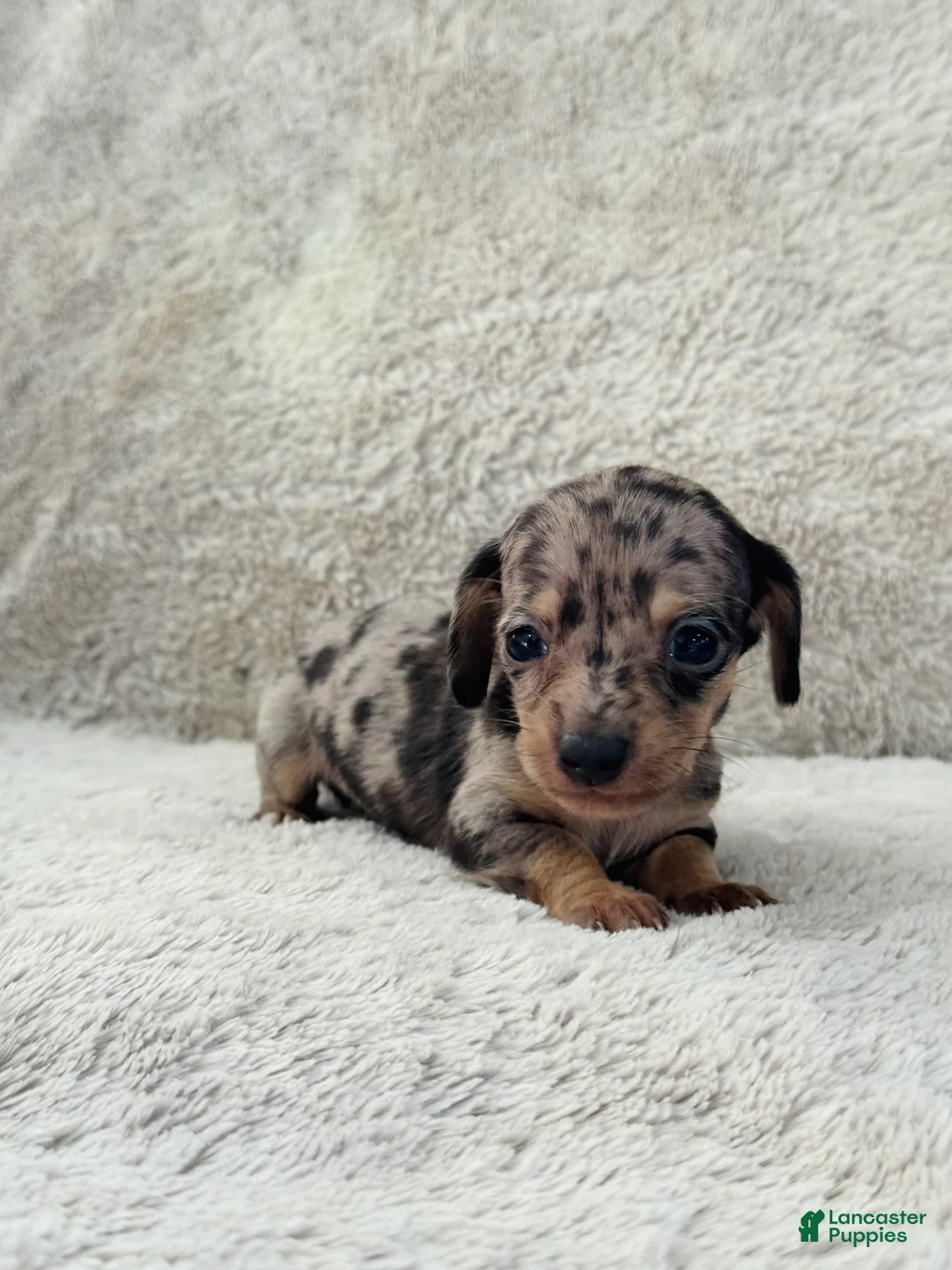 Miniature Dachshund dogs for sale: AKC Shorthair Black Dapple Miniature Dachshund - Ad 1