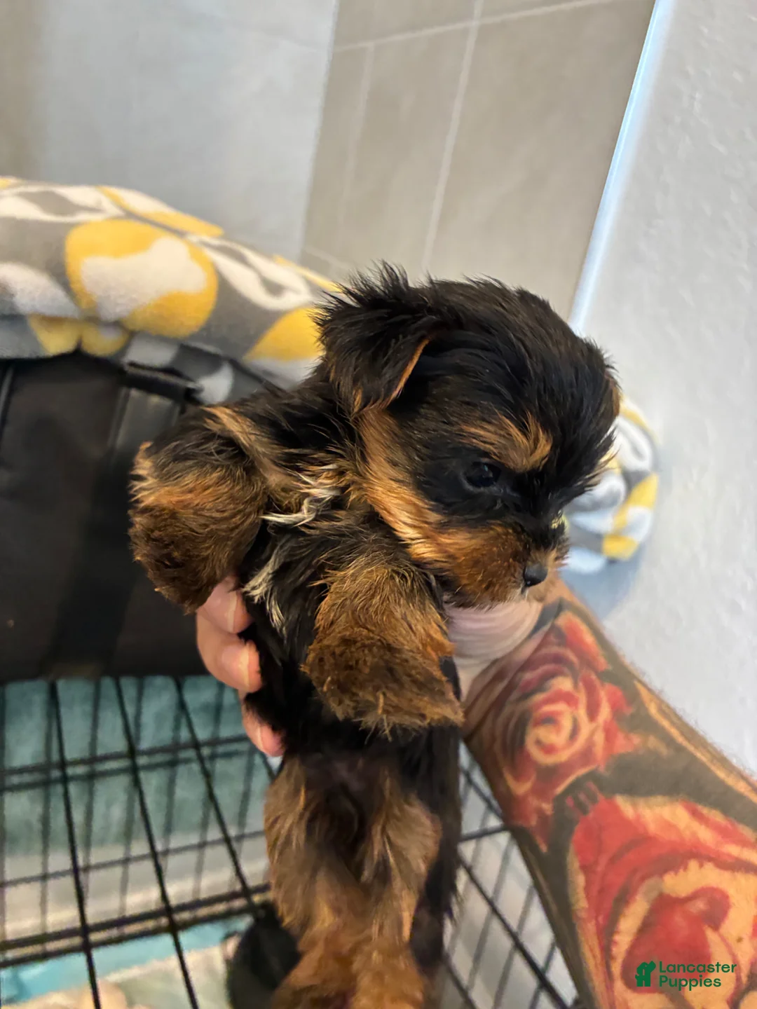 Yorkshire Terrier dogs for sale: Yorkshire Terrier Puppy 2 - Ad 1