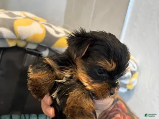 Yorkshire Terrier dogs Yorkshire Terrier Puppy 2 - Ad 37