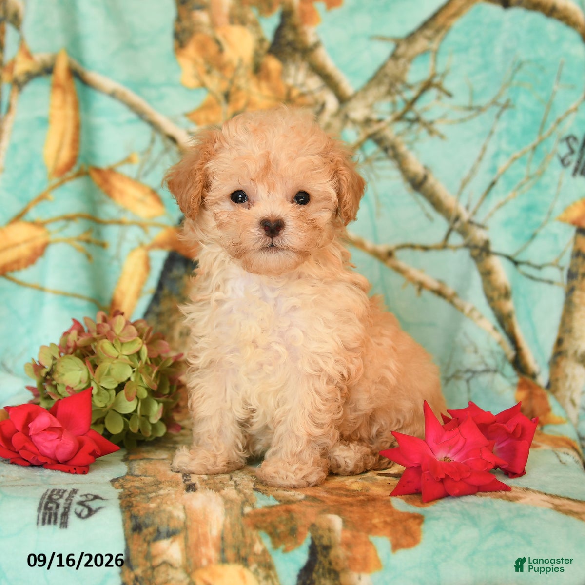Maltipoo dogs Precious - Ad 2