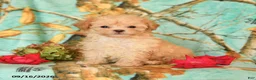 Maltipoo dogs for sale: Precious - Ad 2
