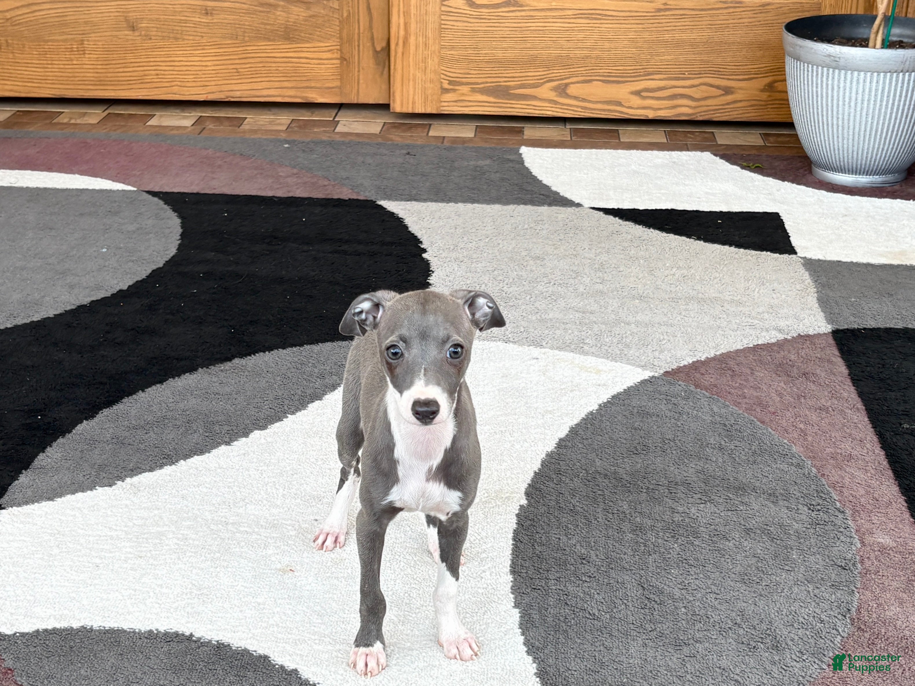 Italian Greyhound dogs Italian Greyhound 4 blue girl  - Ad 2