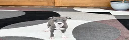 Italian Greyhound dogs for sale: Italian Greyhound 4 blue girl  - Ad 2