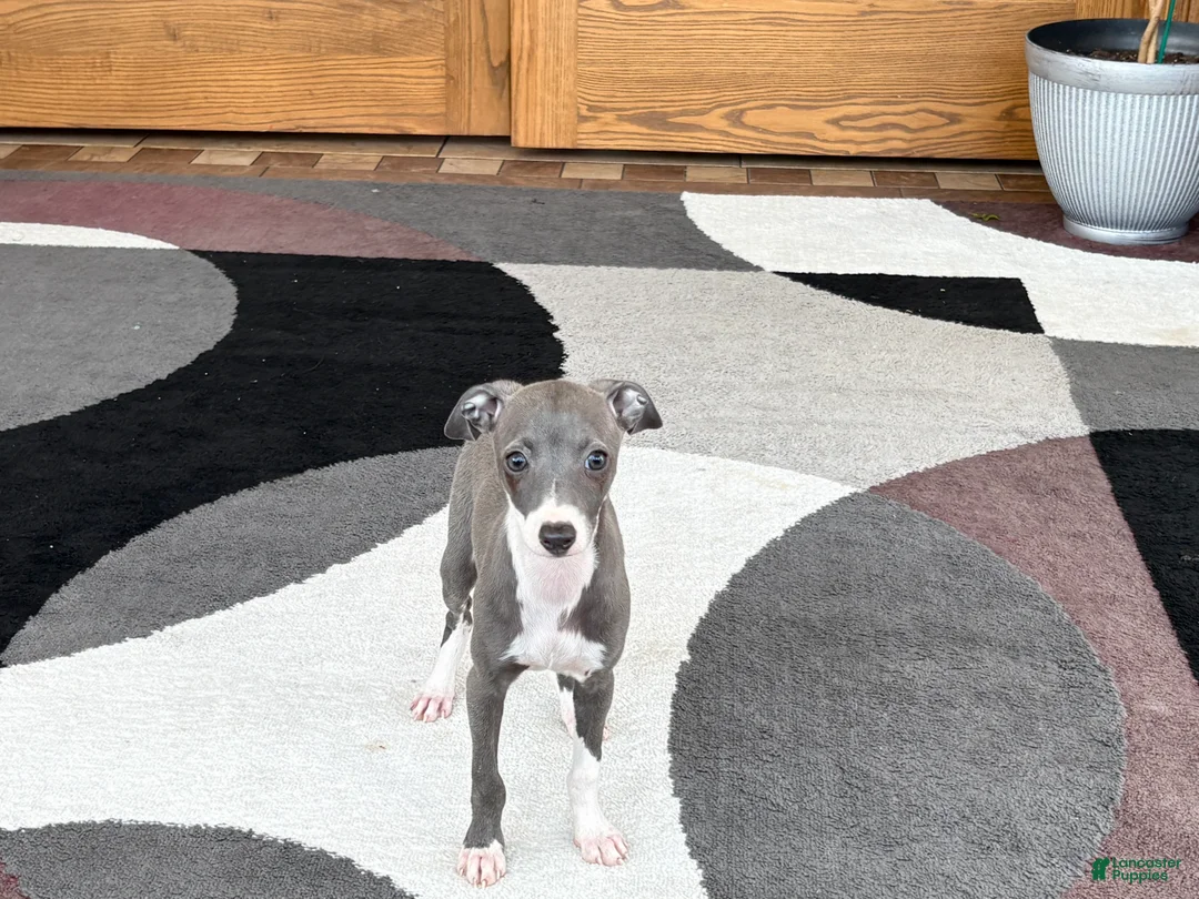 Italian Greyhound dogs for sale: Italian Greyhound 4 blue girl  - Ad 2