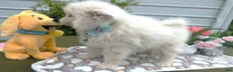 American Eskimo dogs for sale: American Eskimo 5  Carmelo - Ad 2