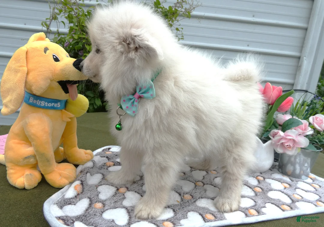 American Eskimo dogs for sale: American Eskimo 5  Carmelo - Ad 2
