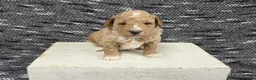 Miniature Poodle dogs for sale: Teddy  - Ad 5