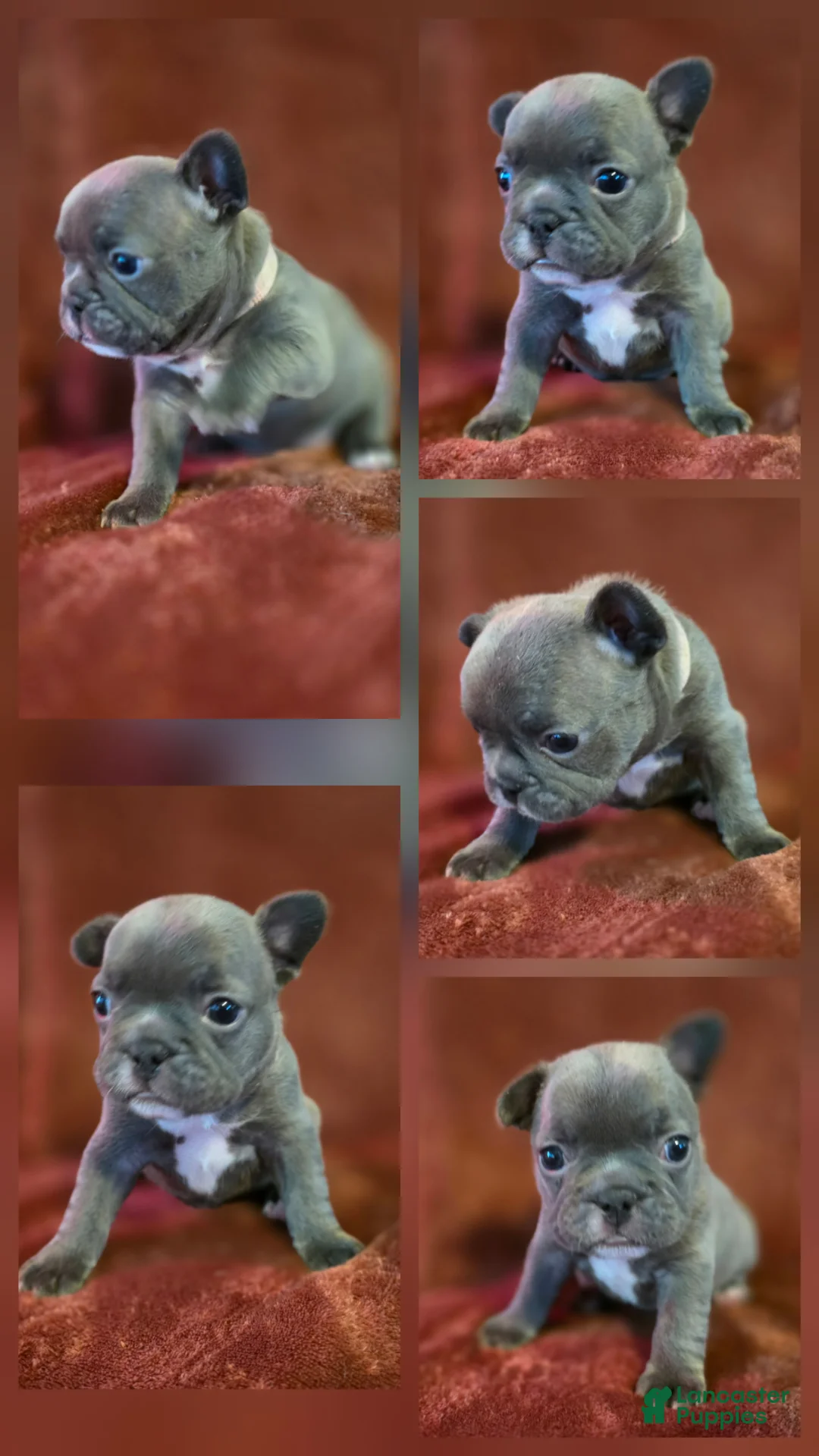 French Bulldog dogs for sale: Mable - Ad 1