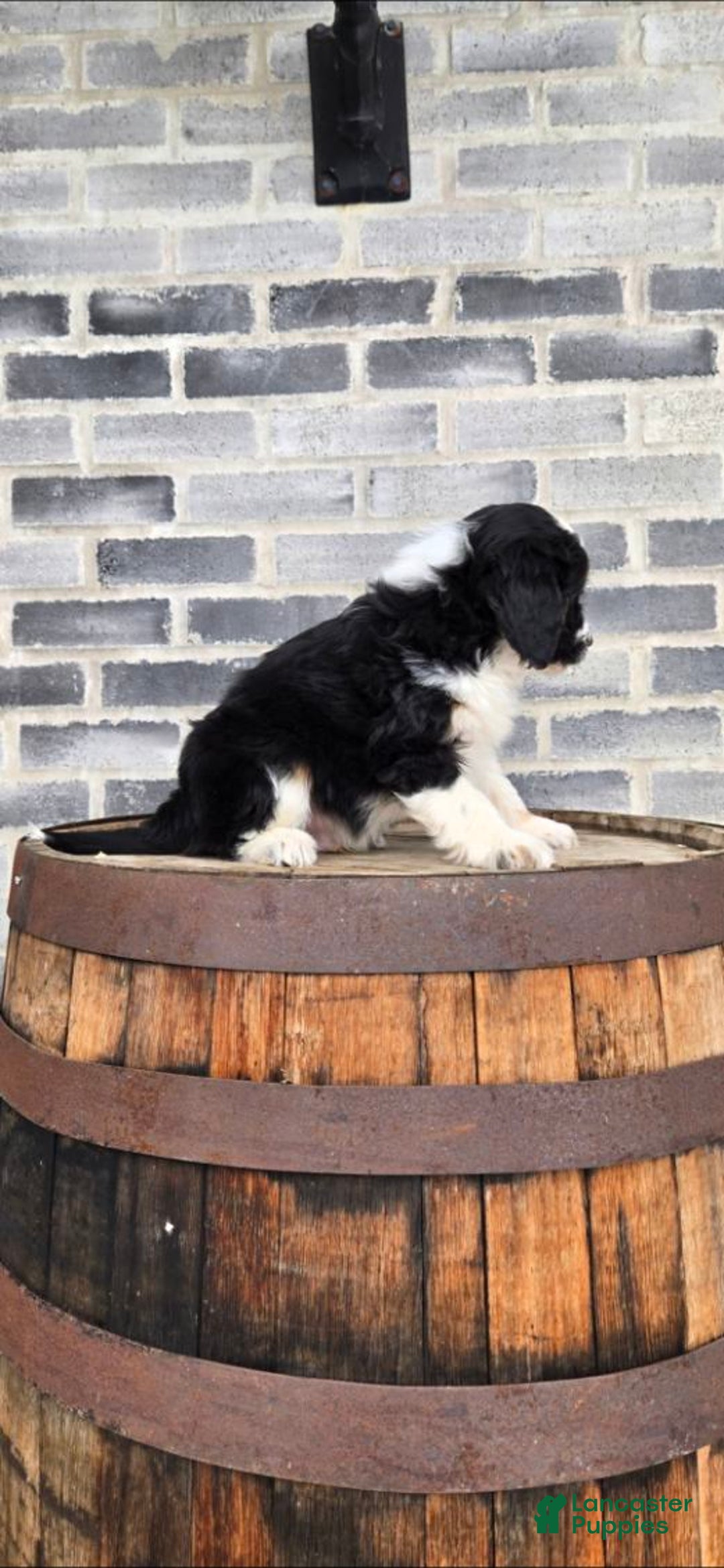 Mini Aussiedoodle dogs for sale: Ollie – Male (Tri-Color) - Ad 8