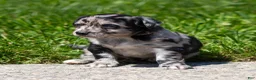 Chihuahua dogs for sale: Ryder Chihuahua Puppy  - Ad 7