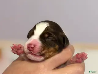 Australian Shepherd dogs Australian Shepherd Puppy 7 - Ad 25