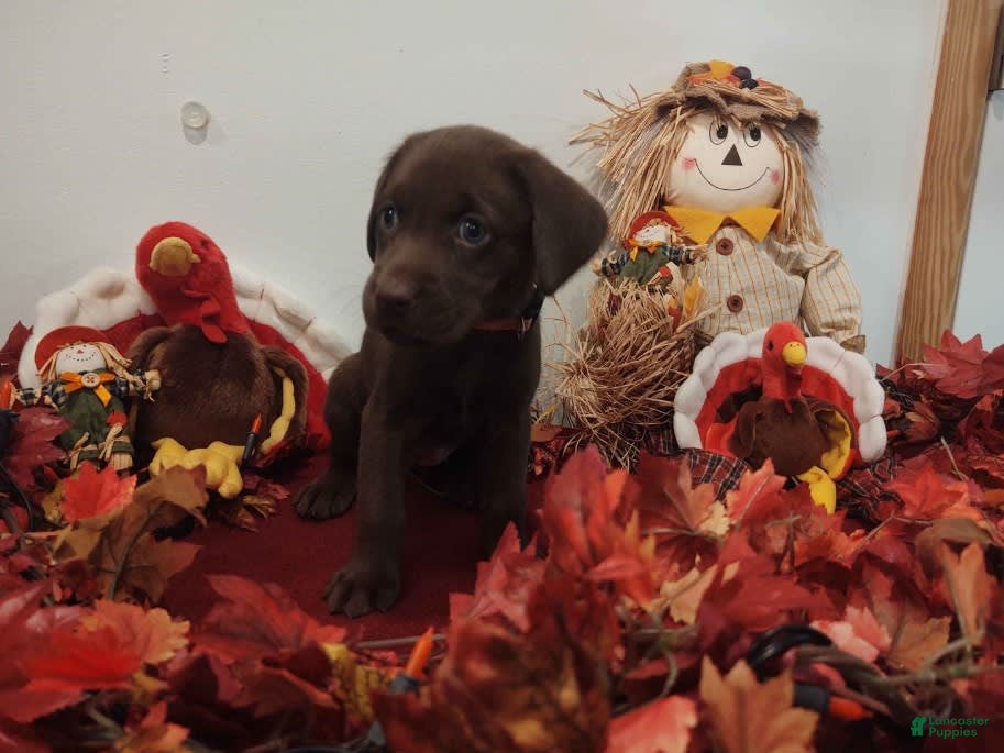 Labrador Retriever dogs Hazel - Ad 13