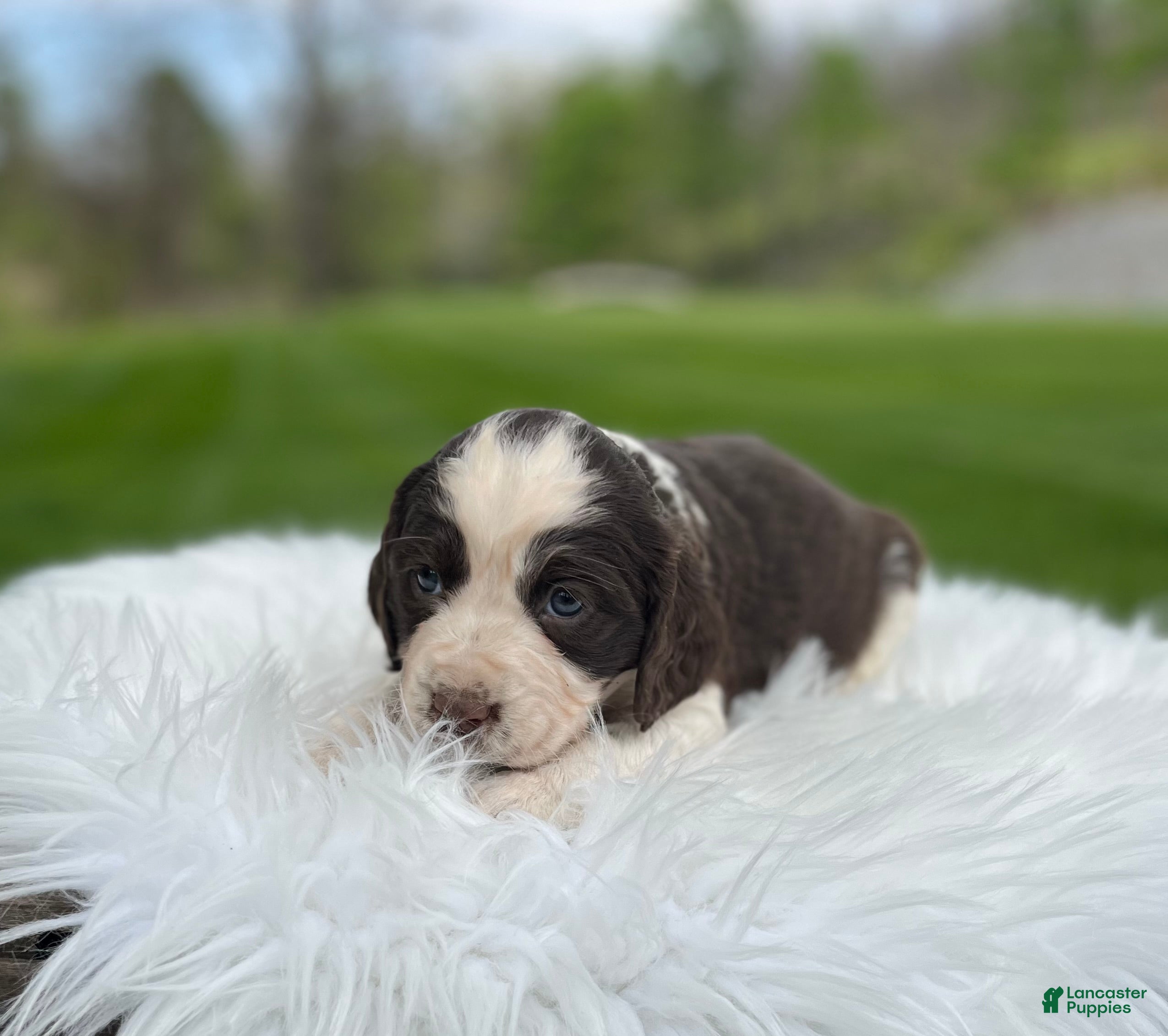 English Springer Spaniel dogs Petunia - Ad 1