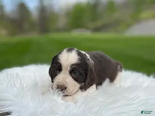 English Springer Spaniel dogs for sale: Petunia - Ad 2