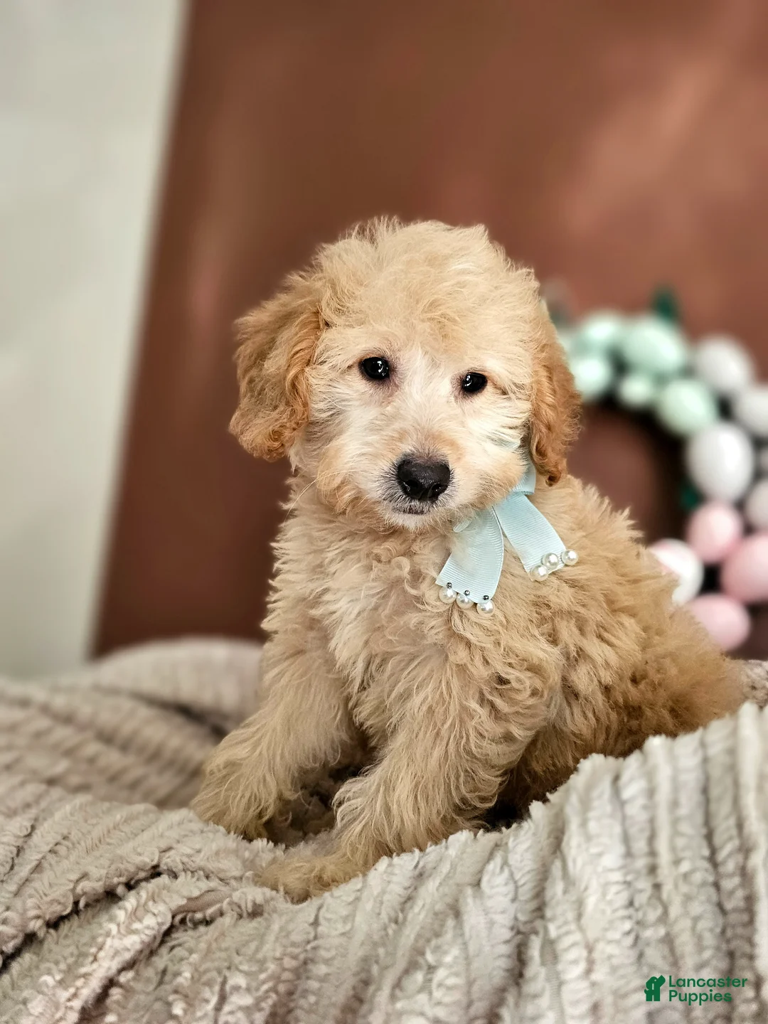Mini Goldendoodle dogs for sale: Floppy - F1B Med Mini Goldendoodle - Ad 2