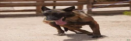 Belgian Malinois dogs for sale: Belgian Malinois Puppy 1 - Ad 2