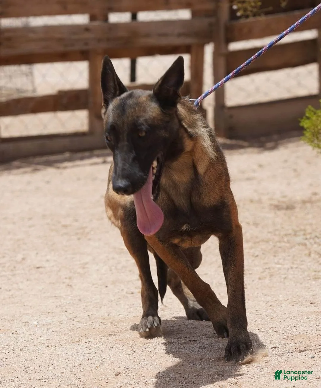 Belgian Malinois dogs for sale: Belgian Malinois Puppy 1 - Ad 2