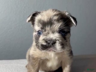 French Bulldog dogs - Ad 18