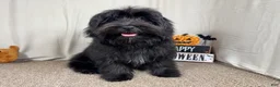 Morkie dogs for sale: Morkie 1 - Ad 3