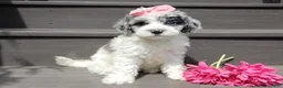 Sheepadoodle dogs for sale: Willow - Ad 7