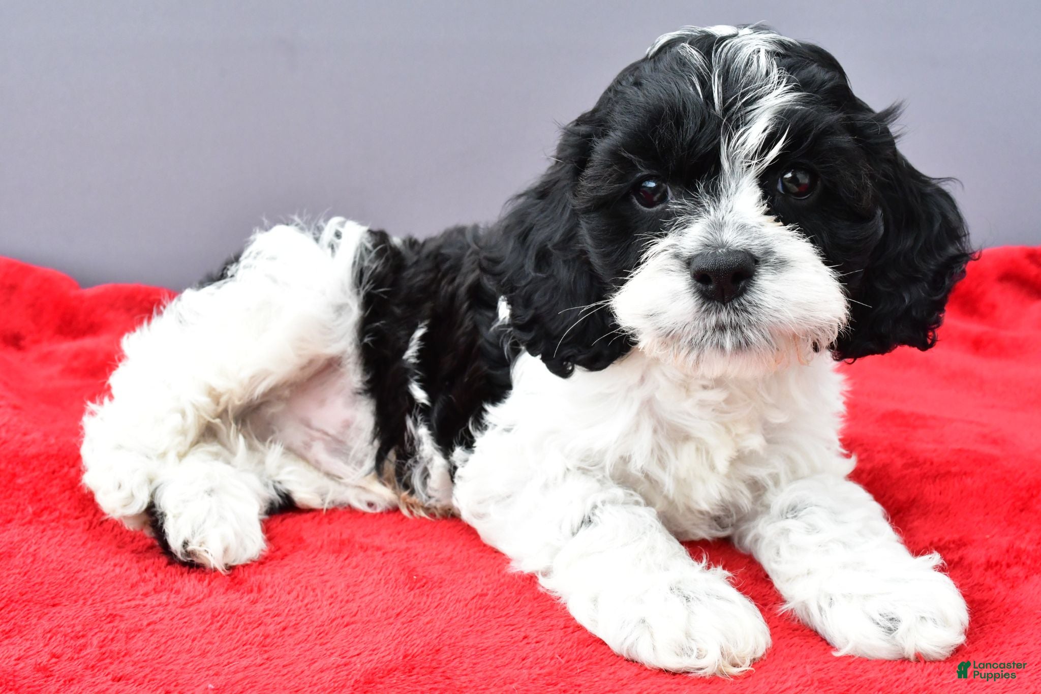 Cockapoo dogs Snoopy - Ad 2