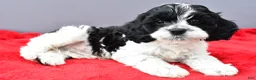 Cockapoo dogs for sale: Snoopy - Ad 2