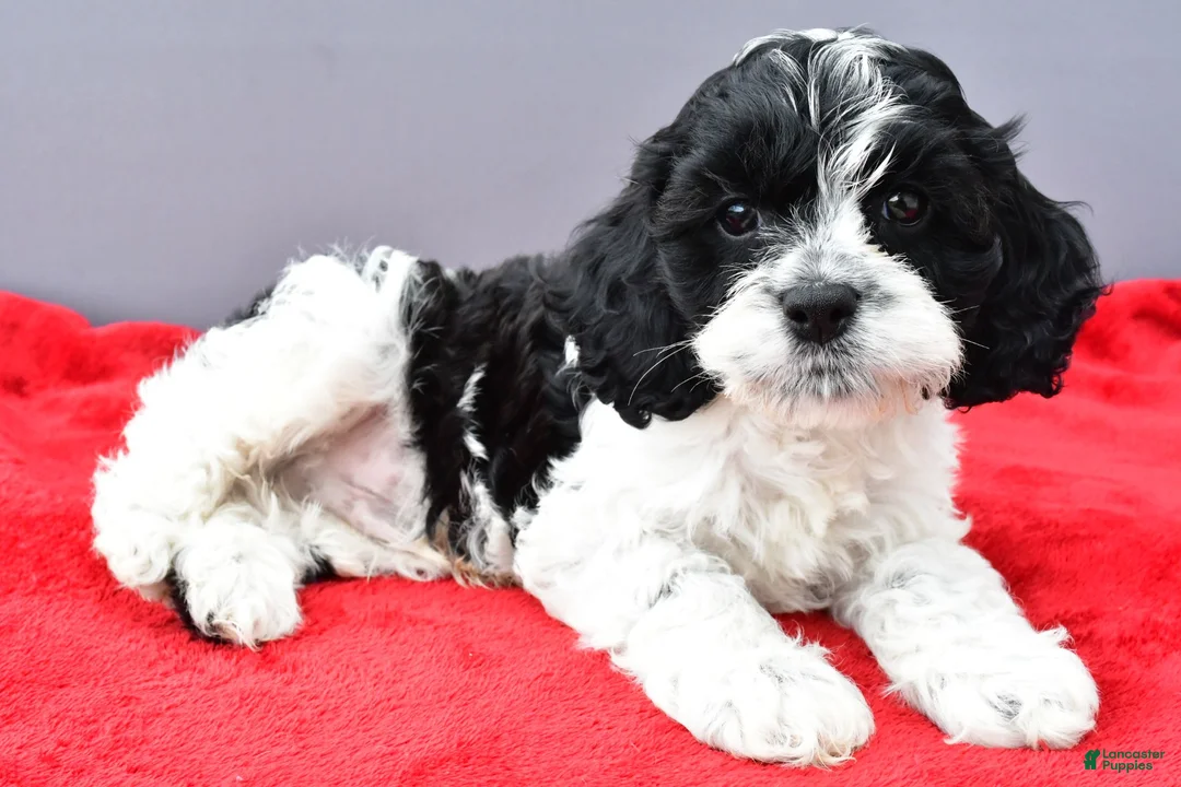 Cockapoo dogs for sale: Snoopy - Ad 2