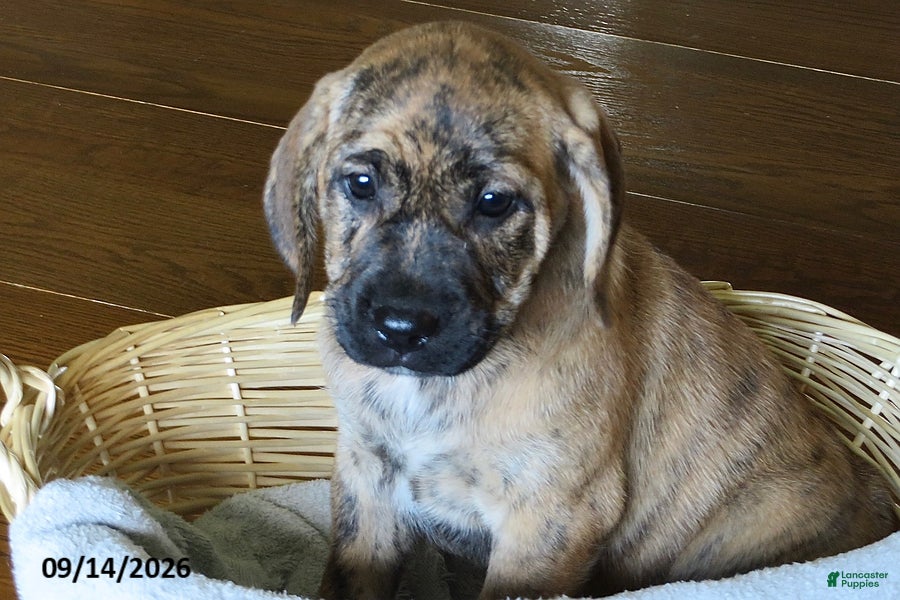 Mixed Breed dogs Princess - Ad 1