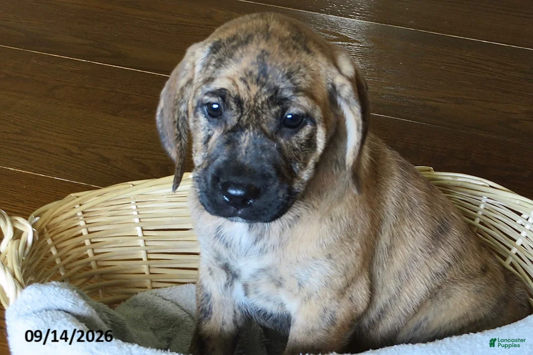 Mixed Breed dogs for sale: Princess - Ad 1