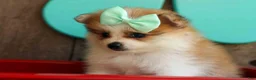 Pomeranian dogs for sale: Frankie 🐶 - Ad 12