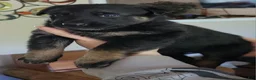 German Shepherd dogs for sale: German Shepherd Puppy 2 - Ad 3