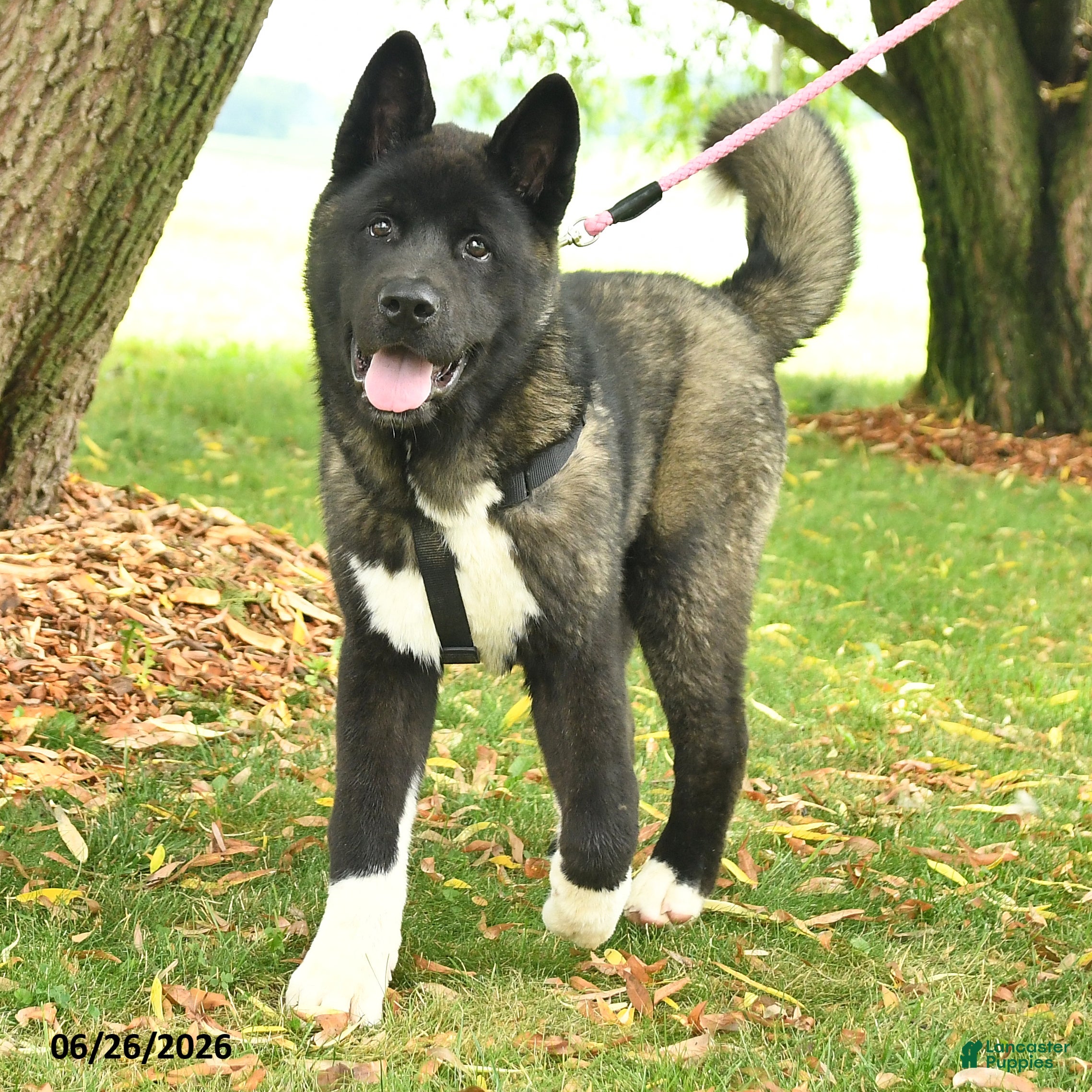 Akita dogs Fletcher - Ad 1