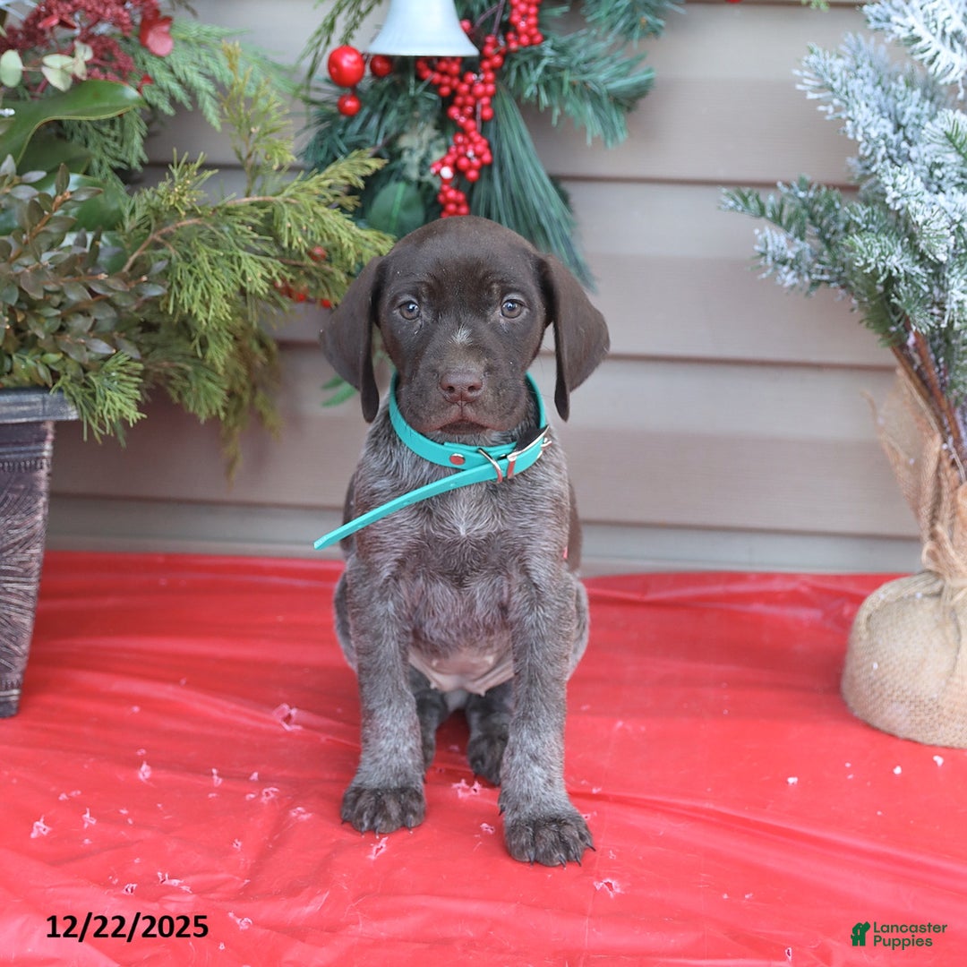 German Shorthaired Pointer dogs for sale: Lady - Ad 3