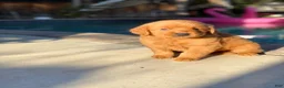 Golden Retriever dogs for sale: Golden Retriever 2 - Ad 1