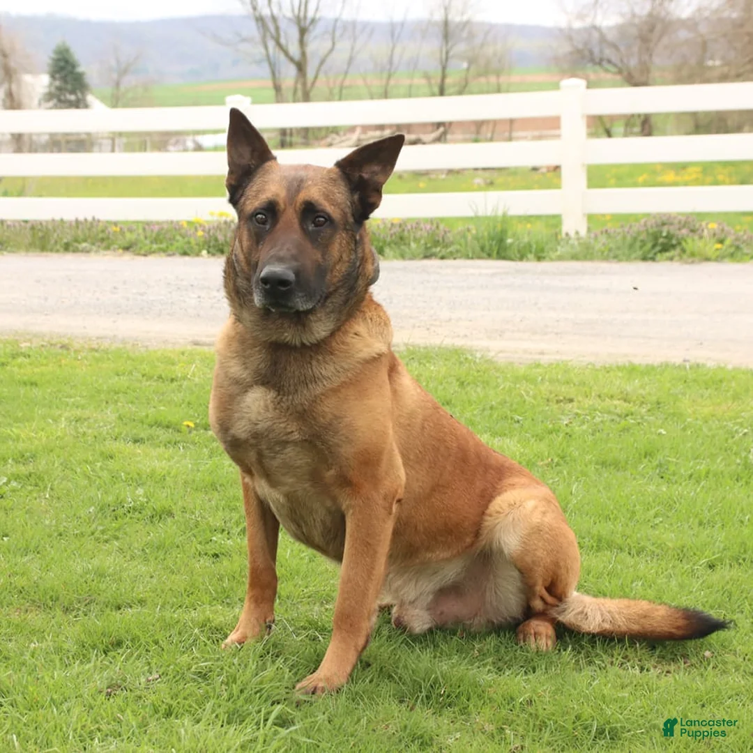 Gallery Image {{count}}